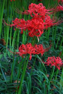 Lycoris radiata